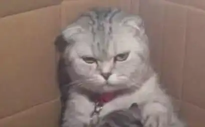猫咪意外怀孕生下一窝小猫,竟没一个像它,喂奶时的表情让人喷饭