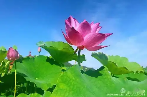 中国白莲之乡的荷花开了,我涉水而来,只为荷你相约