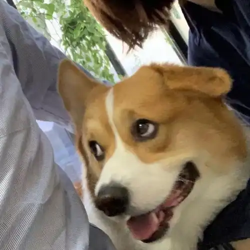 给狗子过两岁生日,可这货的表情
