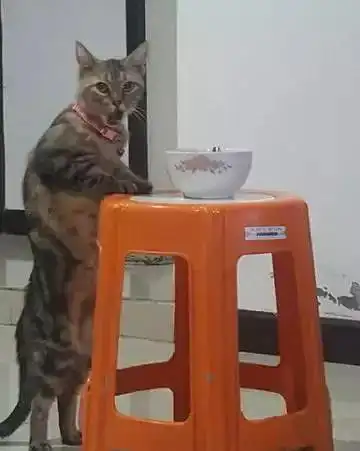 猫咪偷吃被当场抓住,当它回过头的那一刻,网友主人已经笑晕在厕所