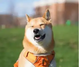 柴犬饲养指南养好这只表情包,你准备好了吗