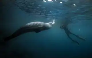 潜水员抓拍海豹龇牙咧嘴可爱微笑