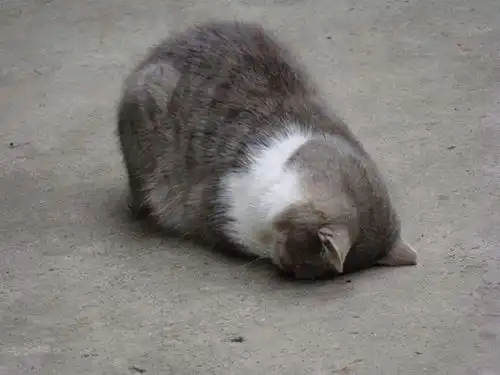 猫咪常见的几个道歉方式,竟然还有那么多铲屎官不懂