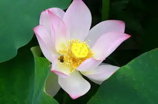 广昌白莲之乡荷花拍照