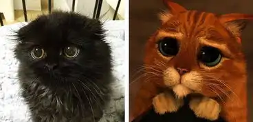 gimo与穿靴子的猫也有几分相似(网页截图)