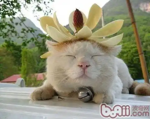 猫喜欢的玩具有哪些