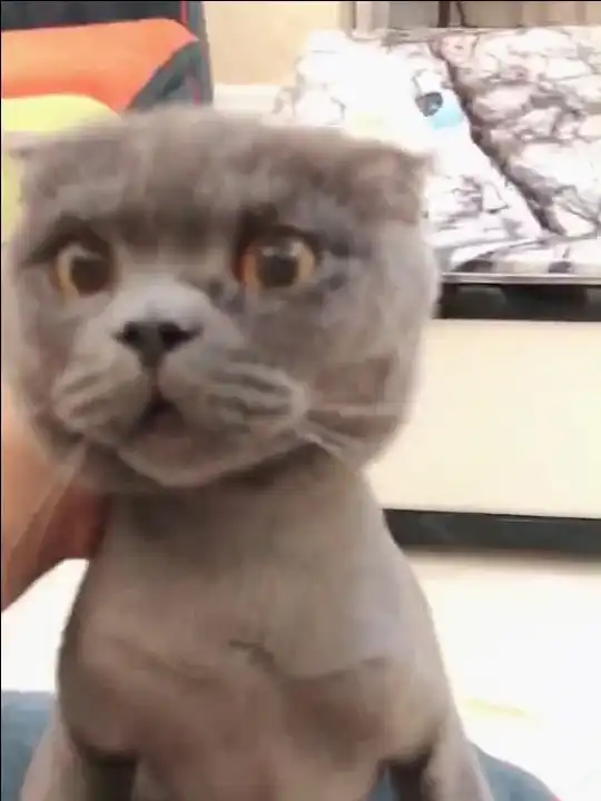 主人教训了做坏事的猫咪,看喵表情实在不好意思了