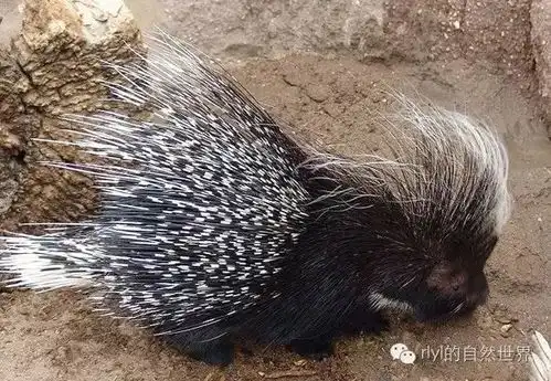 今日非洲冕豪猪northafricancrestedporcupine