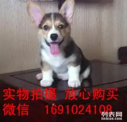 高端大气上档次低调奢华有内涵的柯基犬宝宝再次来袭