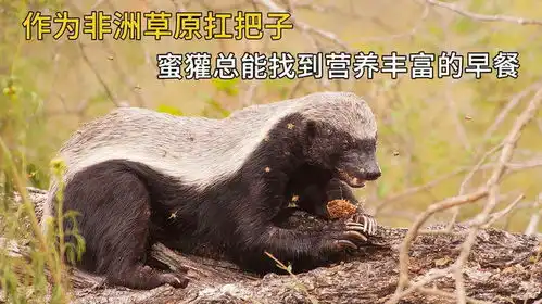 作为非洲草原扛把子,蜜獾总能找到营养丰富的早餐