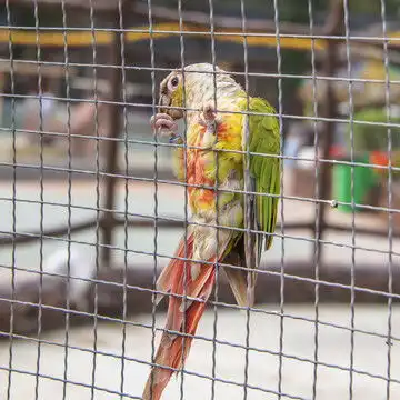黄边小太阳鹦鹉