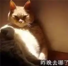 猫咪表情包今天也是元气满满的一天