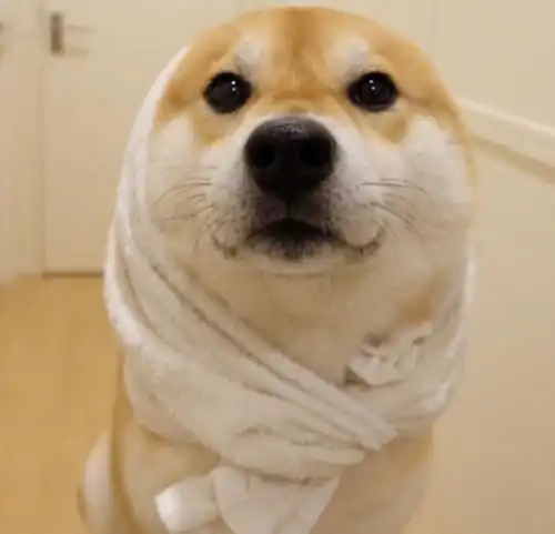 如果你要养一种伴侣犬千万不要选柴犬因为你会越来越爱它