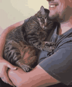 与猫咪一起玩耍,这些方式能加深猫与主人之间的感情,你做对了吗