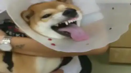 柴犬上医院,这表情绝了