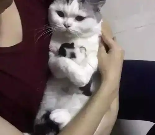 主人要把小猫崽送人,猫妈妈死死护住不放手,小表情超级委屈