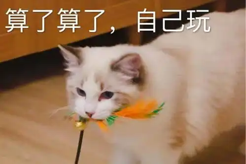 布偶猫过于黏人是怎样的体验