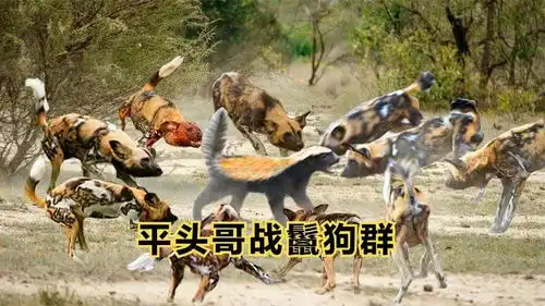 蜜獾遭鬣狗群与野狗群包围凭一己之力硬是突出重围,超给力