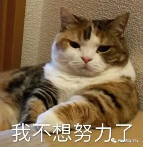 阿里华为等一线大厂央企2024届秋招热门院校专业出炉选对就像开了挂