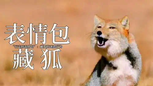 行走的表情包藏狐,为抓鼠兔上演各种迷惑行为
