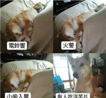 什么东西都敢丢