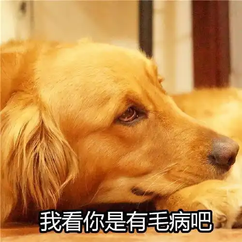 一波吵架专用大金毛表情包,收藏总有一天用的上