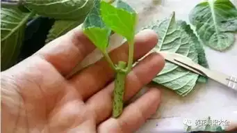 九月,最适合花卉繁殖的月份,在不繁殖就等着后悔吧