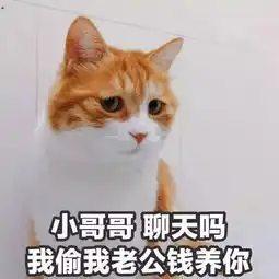 猫咪表情包丨你是要讲道理,还是要我