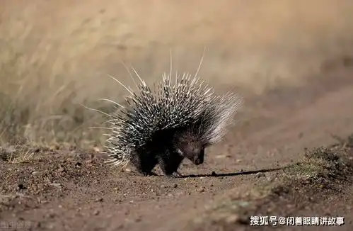 被误解与夸大真实的豪猪,究竟是什么样子的