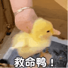 叮叮微信表情包更新啦