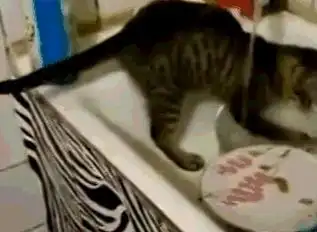 猫你养我不是因为喜欢我,而是为了利用我