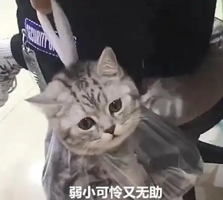 男子去逛超市,却被员工拦住,你塑料袋里怎么多了一只猫