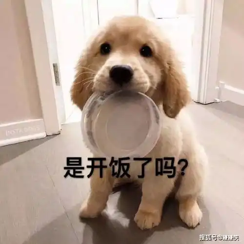 调戏表情包图片虽然我见过那么多猪,但还是你最可爱