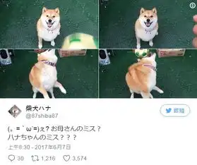 史上最笨最固执的柴犬又懒又笨圈粉7.92万