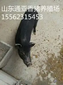 藏香猪的食物以什么为主桂林出售1050斤香猪种猪