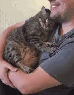 养猫人表面光鲜,背地里却过着猫都不如的生活,令人捧腹