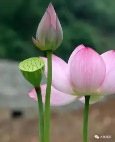 淮阳的荷花开了可与西湖相媲美约起来吧