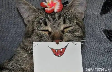 专治猫咪臭脸,主人干脆自己帮猫咪画表情看到第三张直接笑喷