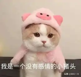 表情包给你个机会偷亲我卖萌撒娇表情猫,你用过哪一张