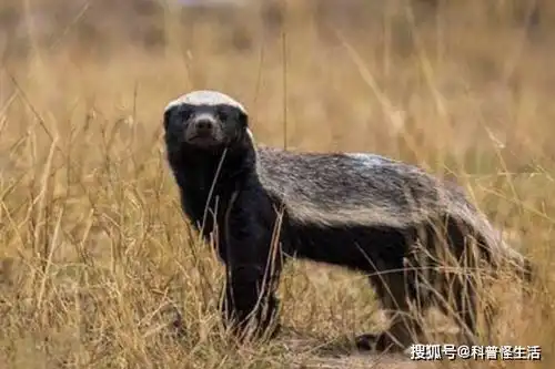 眼镜王蛇和眼镜蛇有何不同它们真的没有天敌吗竟能毒死大象