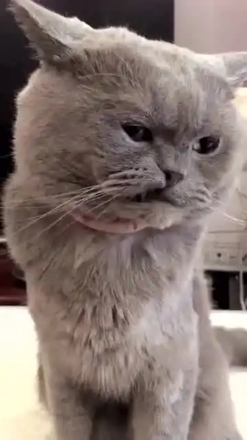 猫咪被铲屎官亲了一口,再看到它的表情,直接笑出了猪叫声