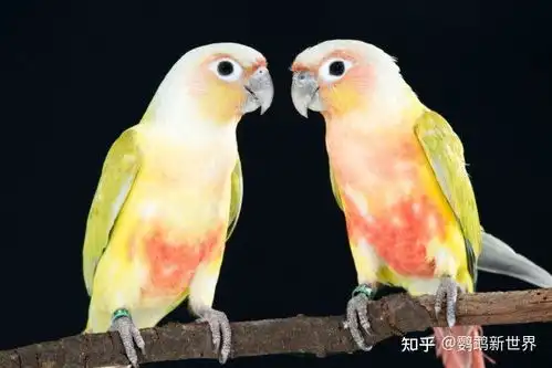 绿颊锥尾鹦鹉小太阳鹦鹉进阶版