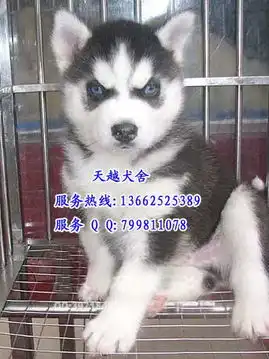 广州到哪里买哈士奇首选天越犬舍