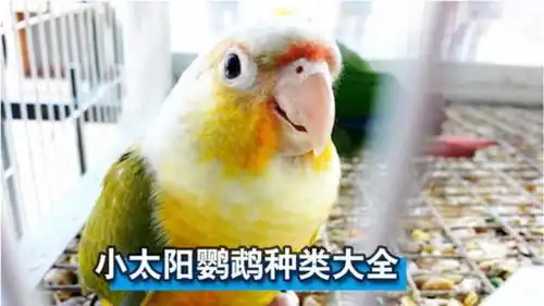 小太阳鹦鹉种类大全,给你逐一介绍,看完涨知识了