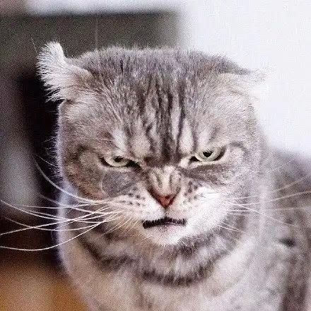 一脸凶狠表情的小猫咪,真是天生的表情包贡献者