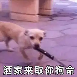 汪星人斗图表情包了解一下