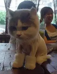 真正的靴子猫
