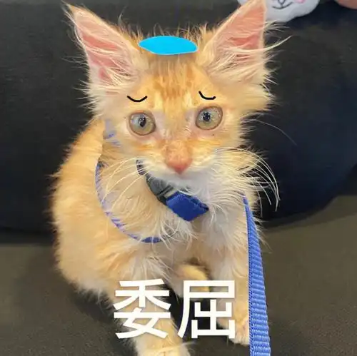 微信聊天必备表情包及土味情话