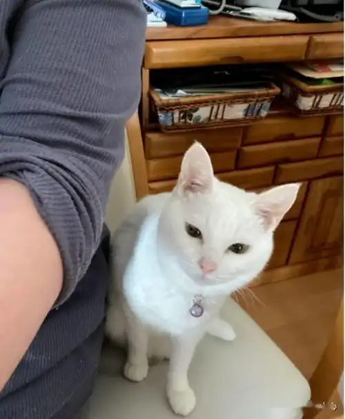 猫咪陷入零食和上药的纠结,一会靠近,一会迟疑的表情笑喷众人