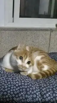 我家猫仿佛一个移动的表情包